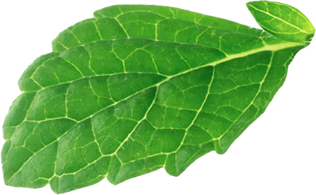 leaf image